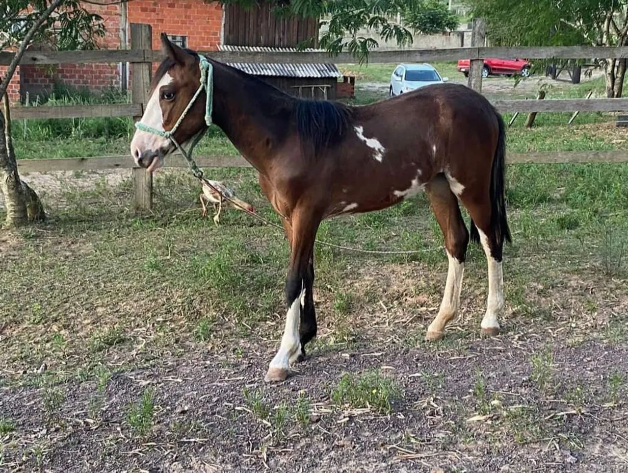 Égua produtora de bragados - Foto 3