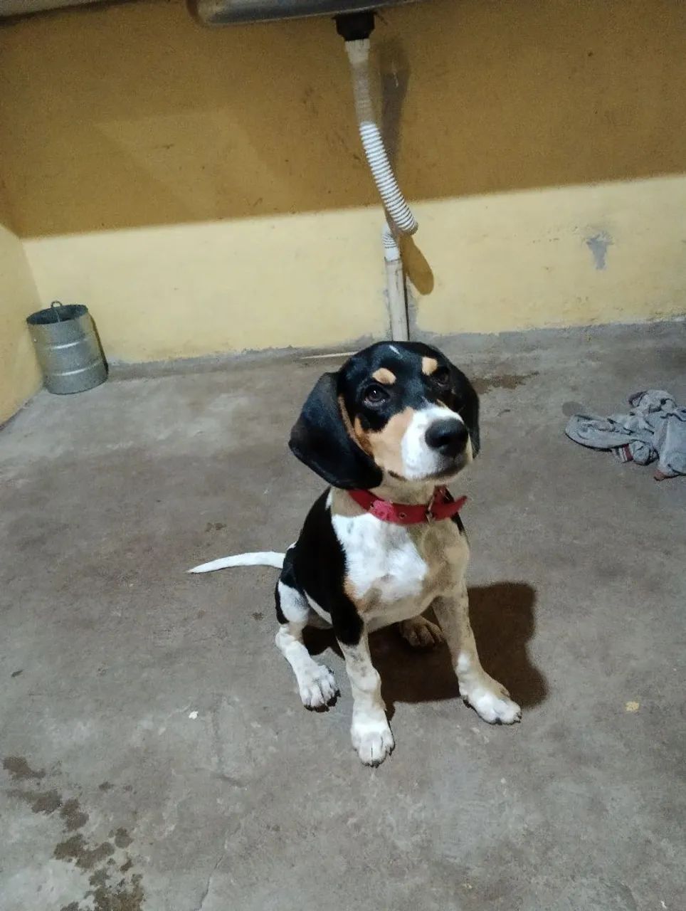 Filhote de Beagle lindo e carinhoso - Foto 3