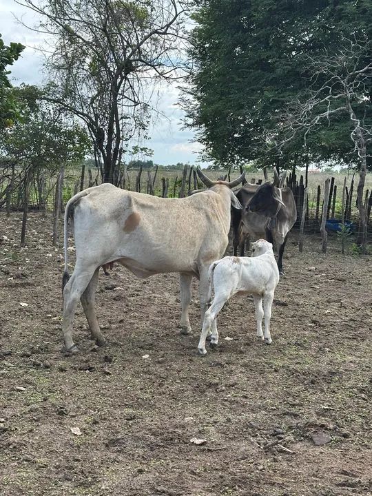 Vaca e bezerro para venda - Foto 2