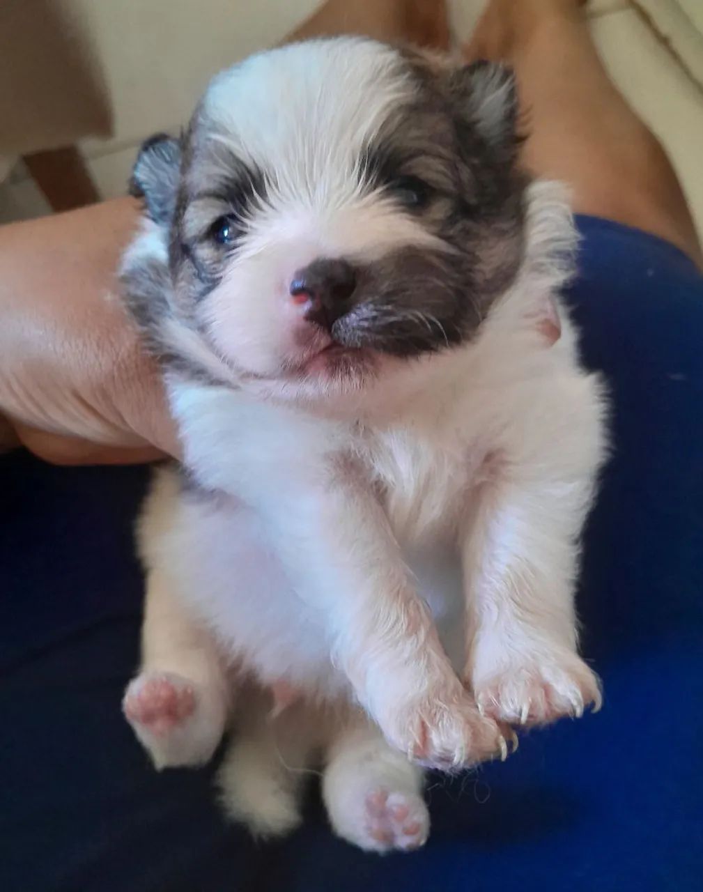 LULU DA POMERANIA ( SPTIZ ALEMAO ANÃO)