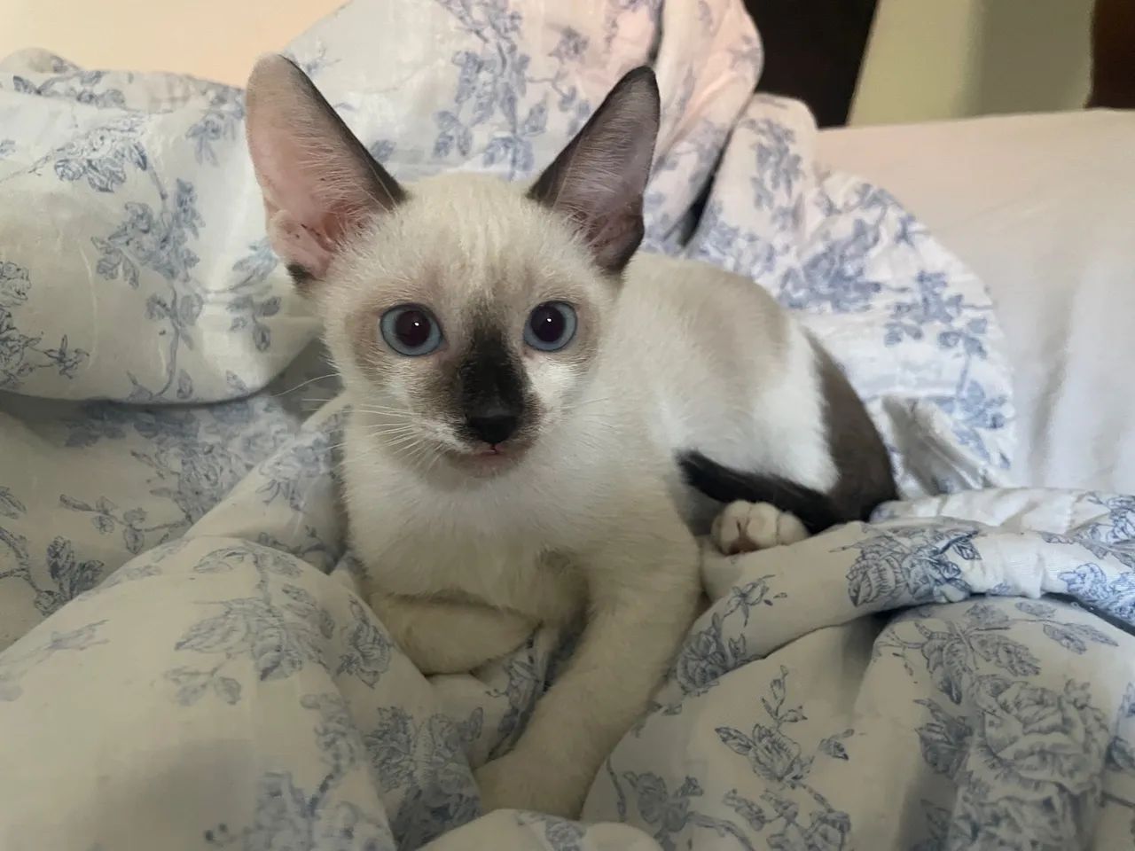 Gatinho macho para adoção - Foto 2