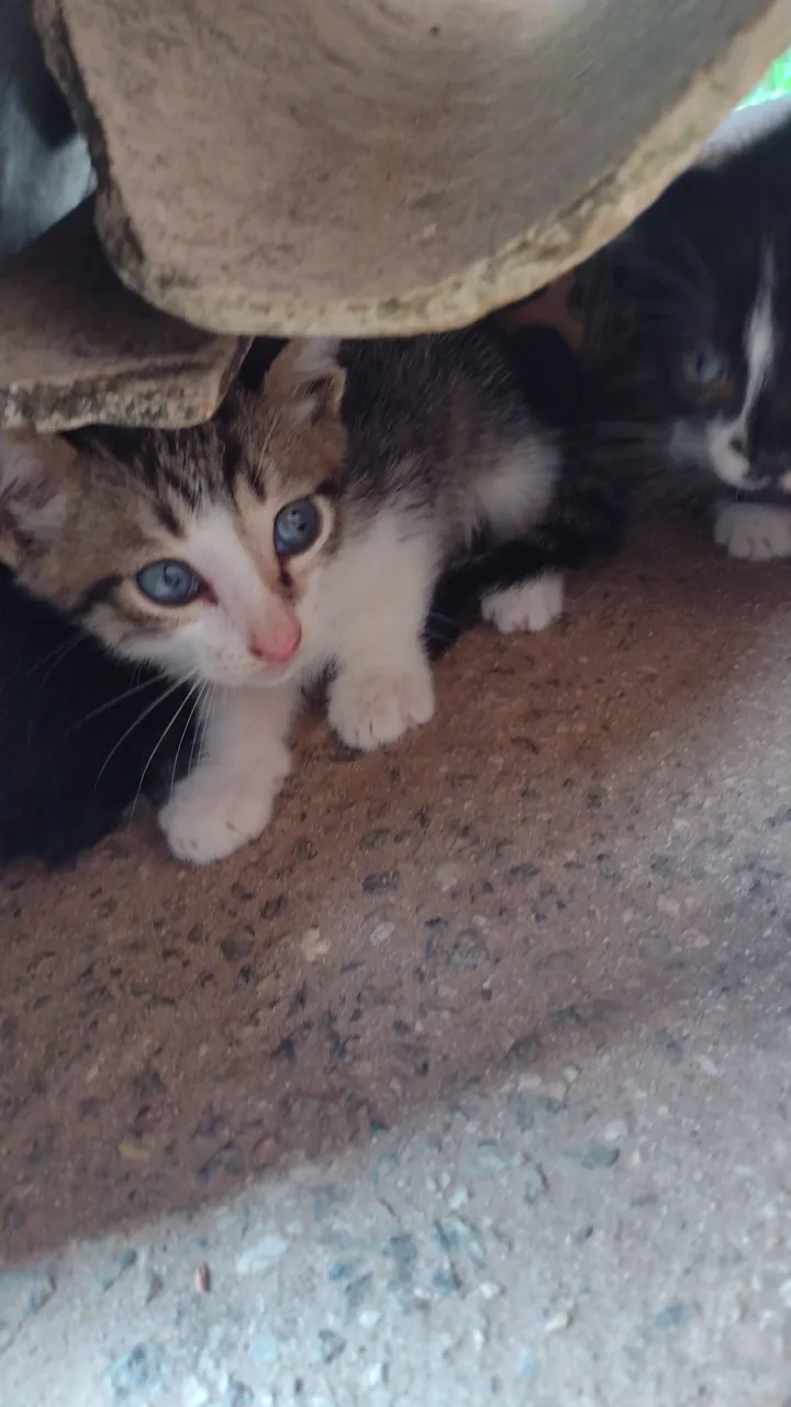 Gatinhos adoráveis para adoção