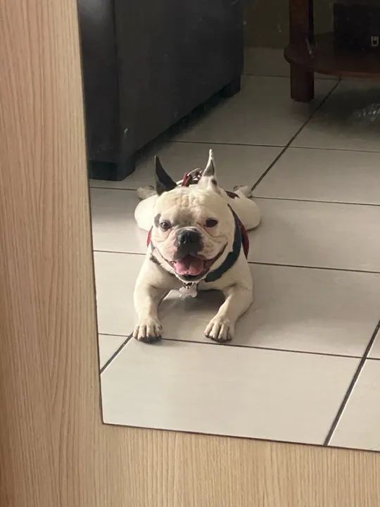 Bulldog Francês macho para Cruzar, namorar ter filhotes  - Foto 4