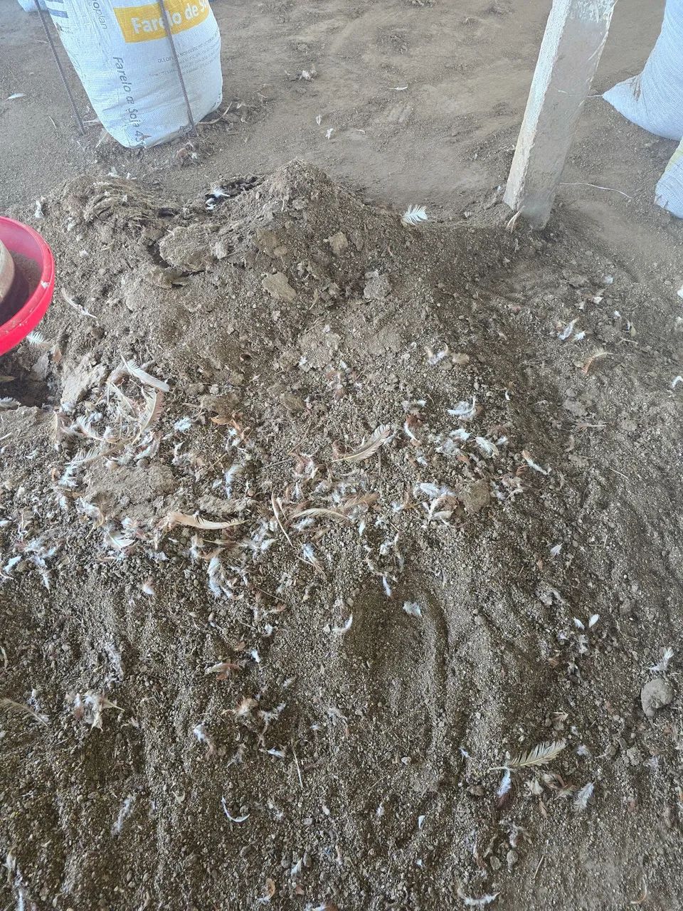 Adubo cama de galinha - Foto 2