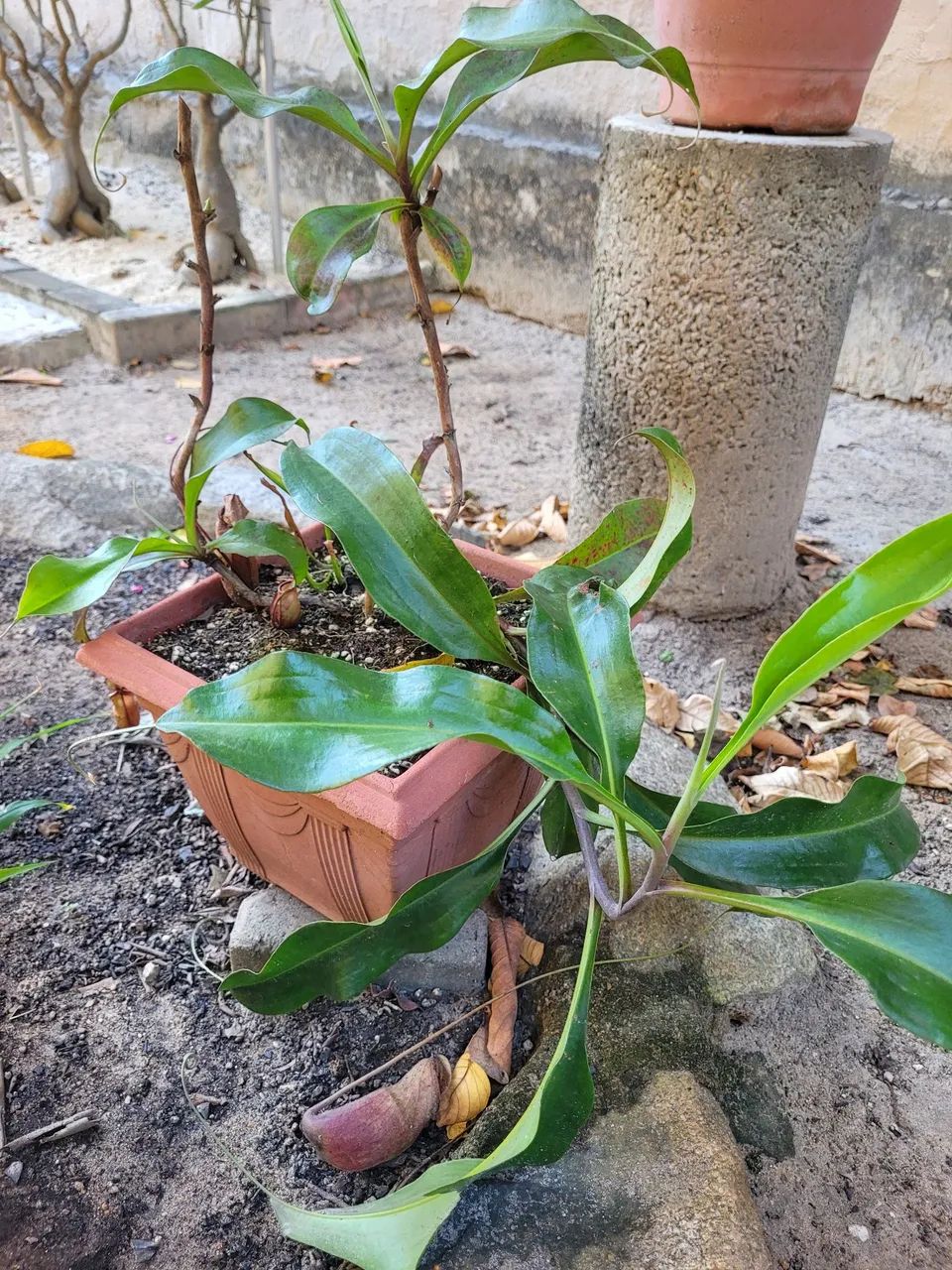 Carnivora (nepenthes) - Foto 5