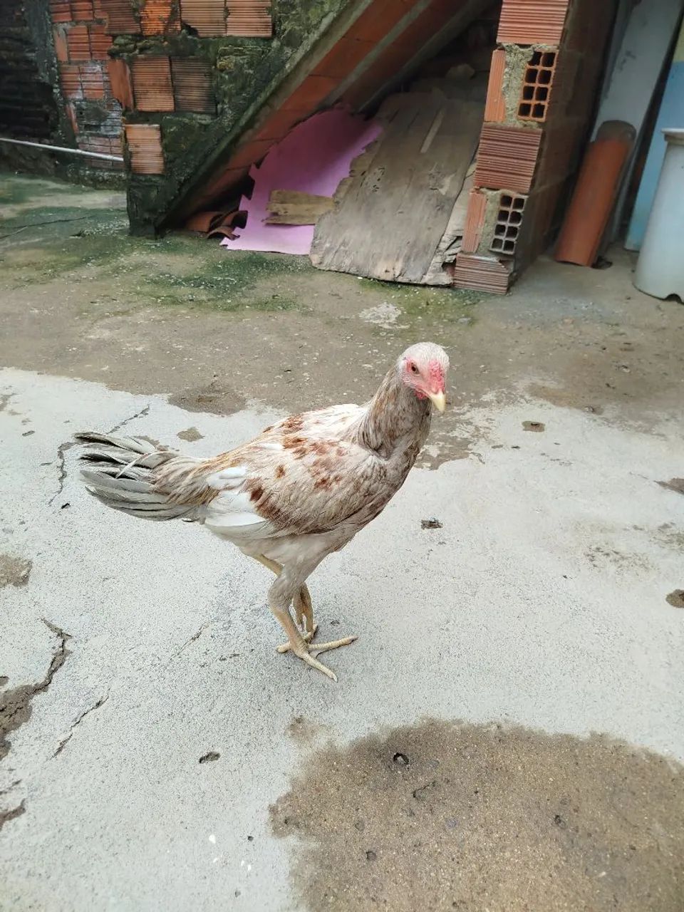 Galinha índio gigante  - Foto 5