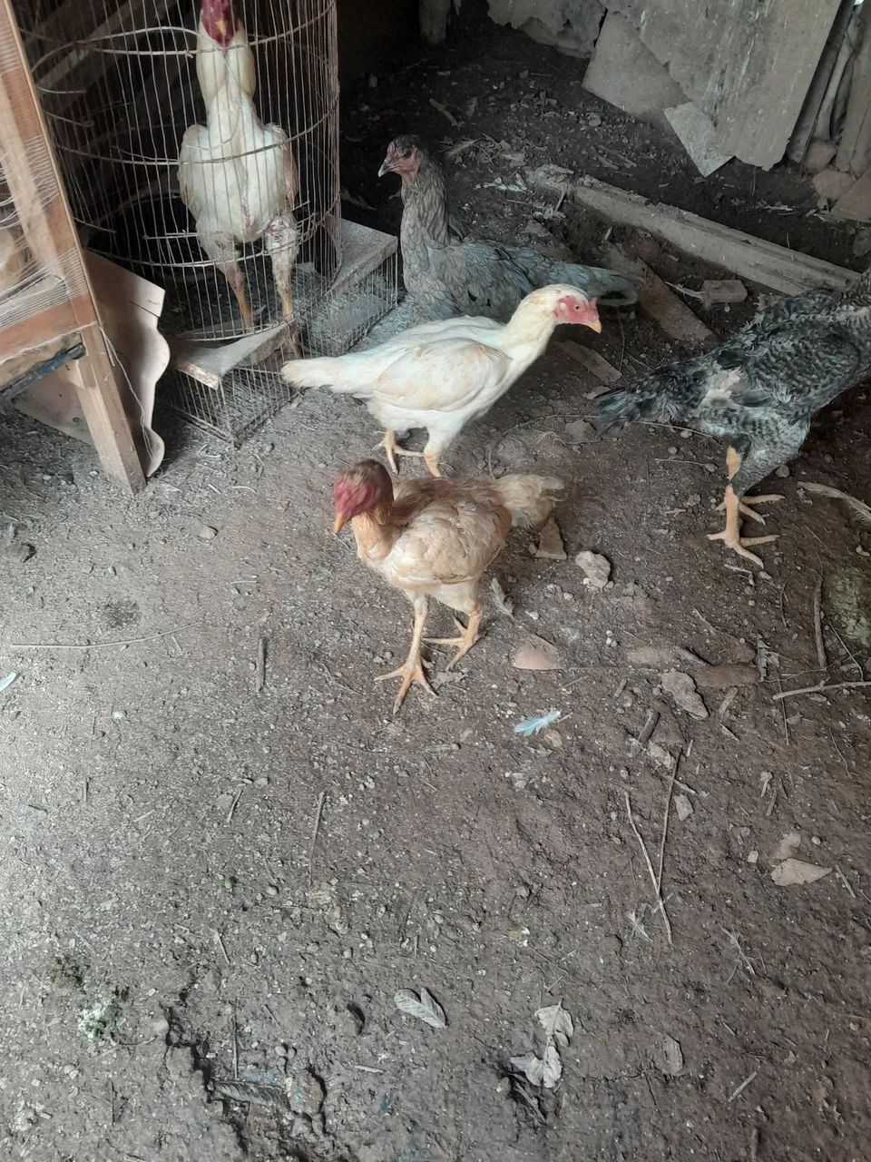 Galinha Índia  - Foto 3