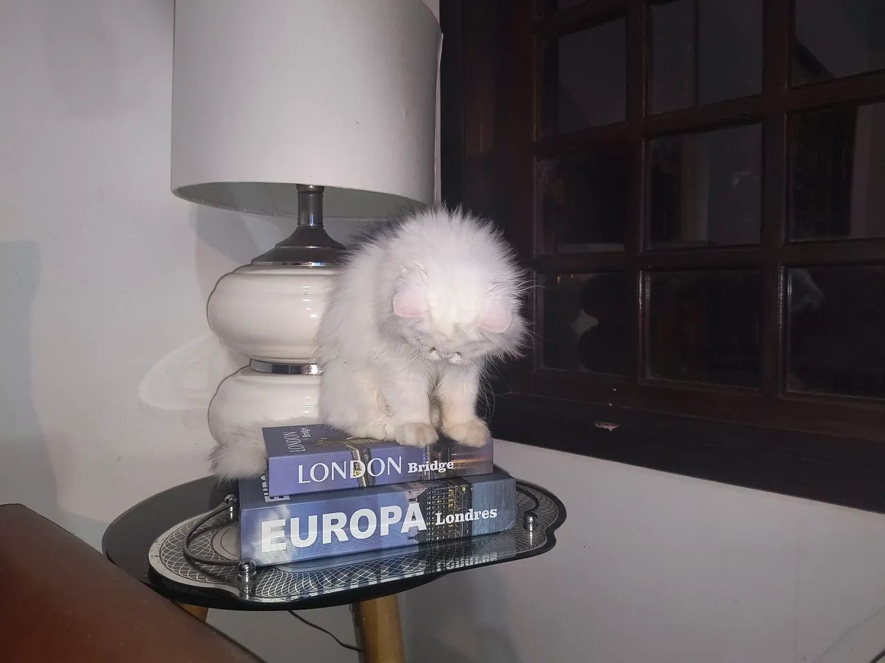 Persa com pedigree  - Foto 2