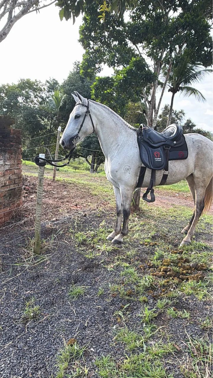 Égua MM registrada 