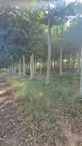 Propriedade com dois hectares - Foto 2