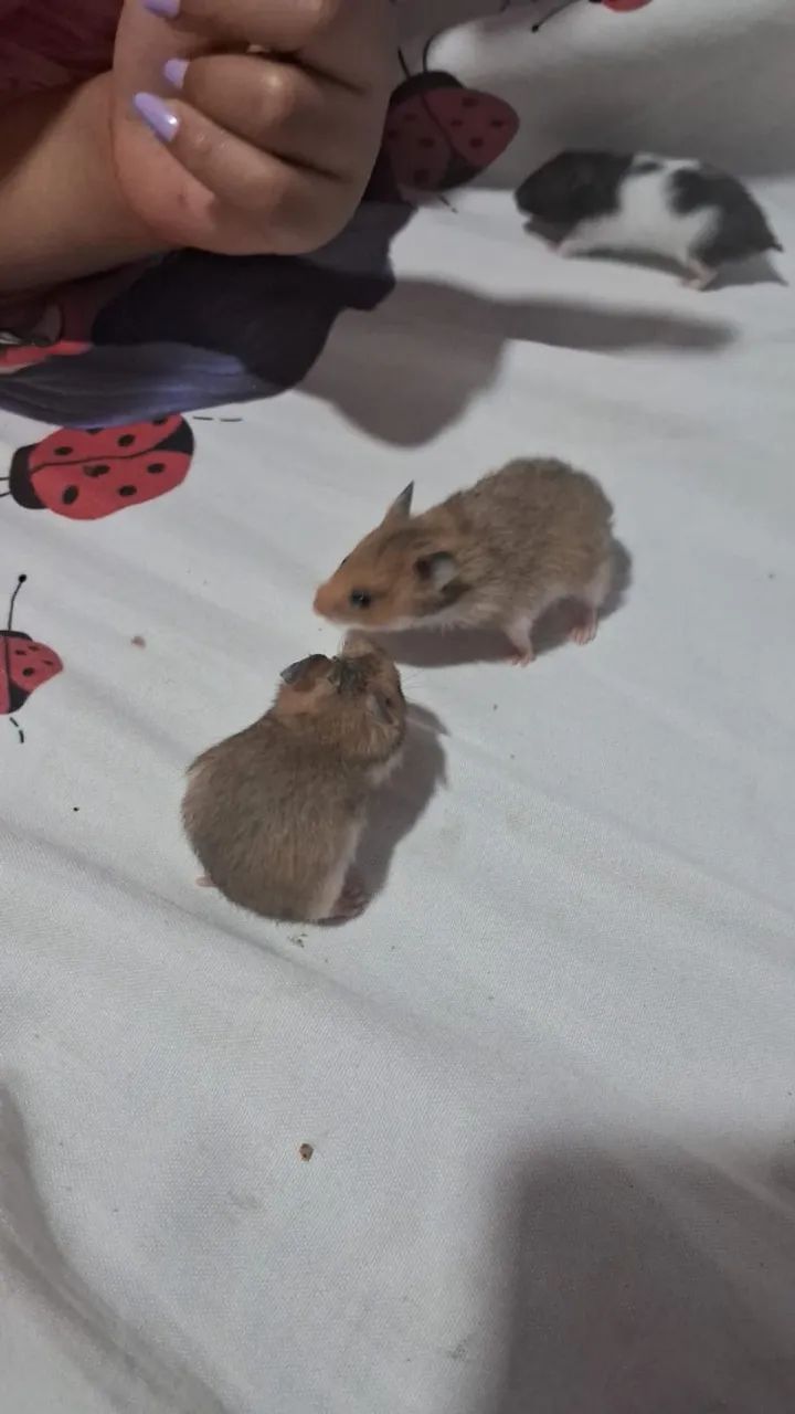 Hamster  - Foto 4