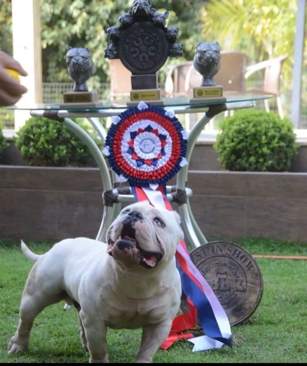 American bully  - Foto 2