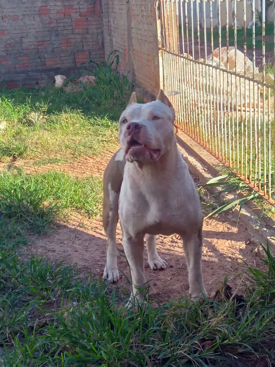 Americanbully macho (COBERTURA)