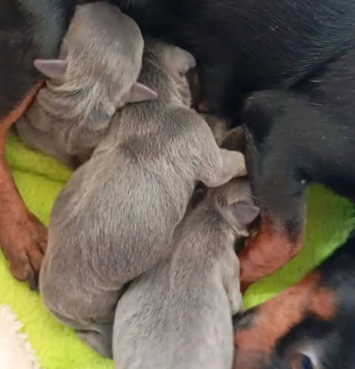 Pinscher é óticos