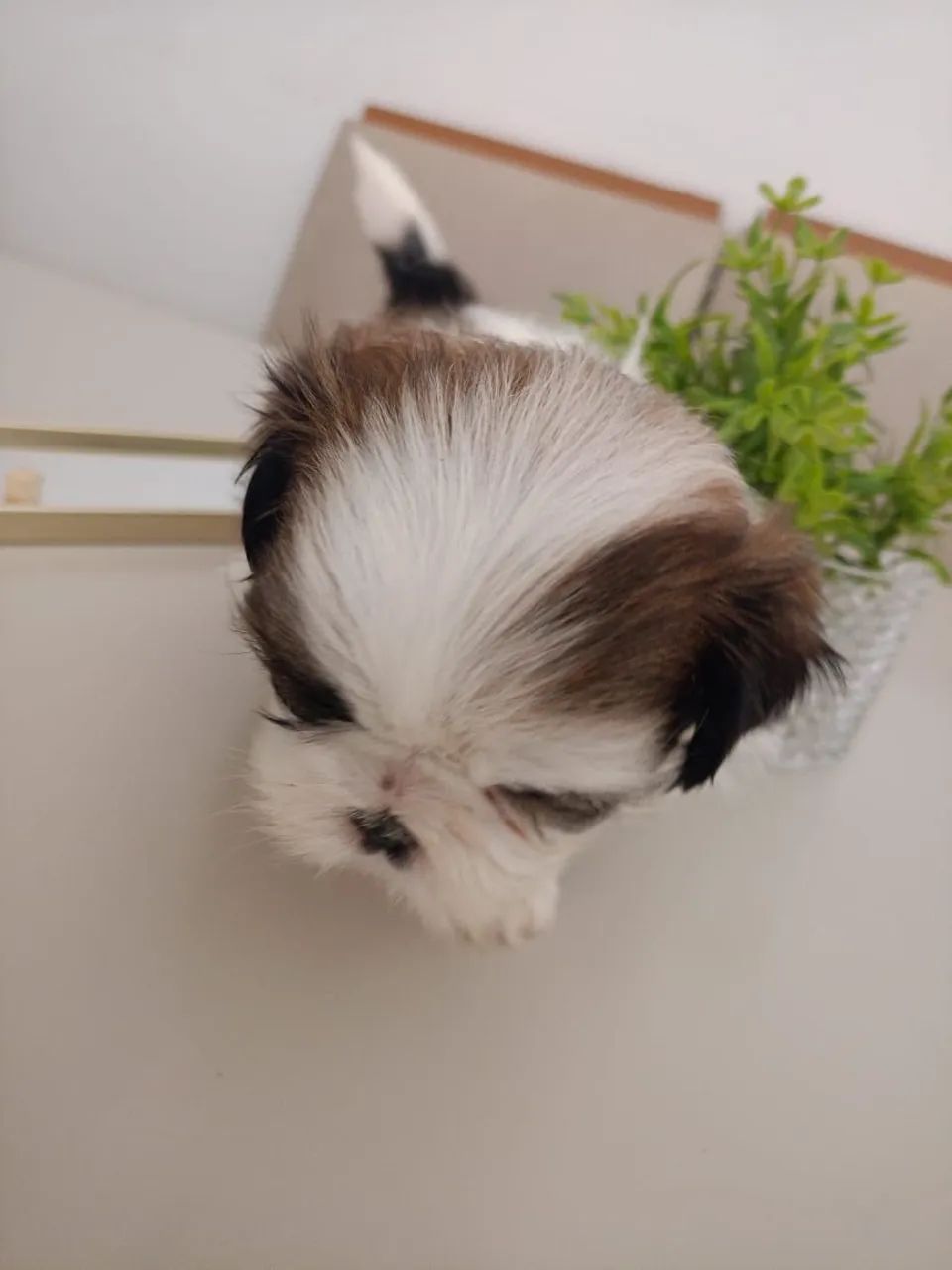 Mini Shitzu  - Foto 2