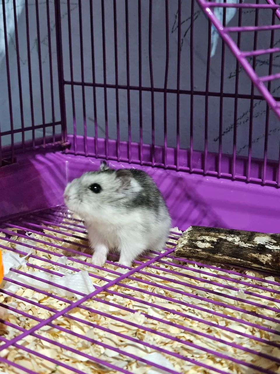 Hamster com gaiola - Foto 3