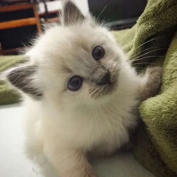 Gatinhos angora barato disponíveis 