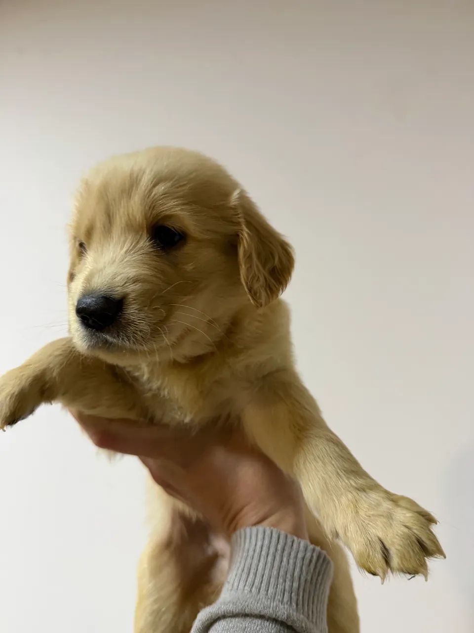Golden retriever  - Foto 5