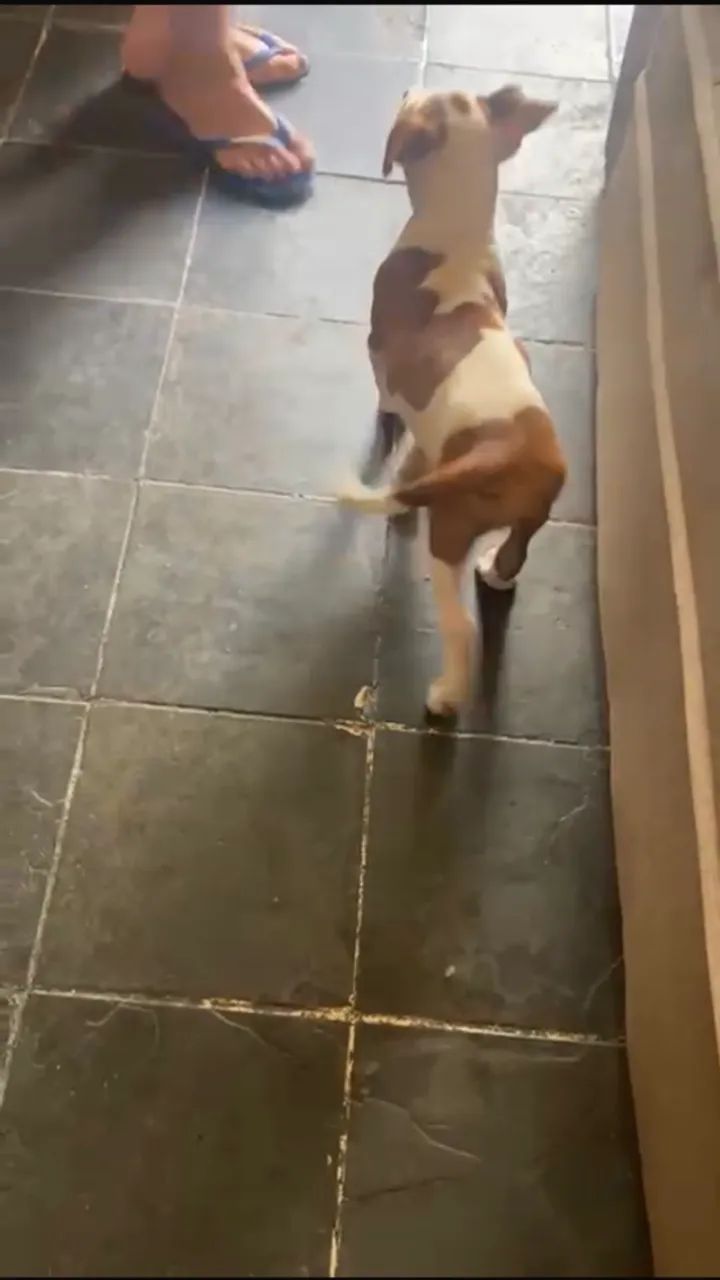 cachorro valor 600 - Foto 2