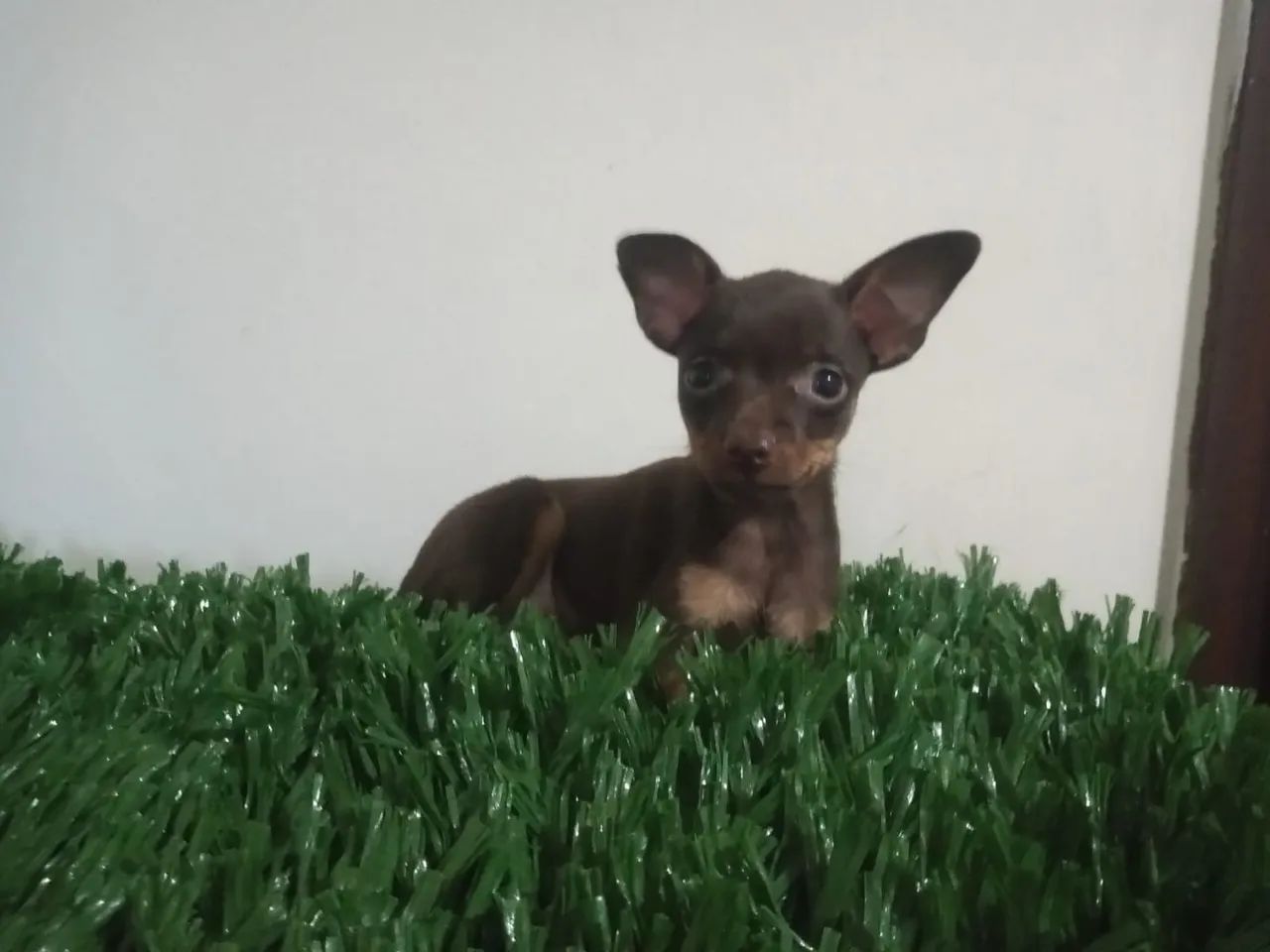 Pincher macho mini . - Foto 2