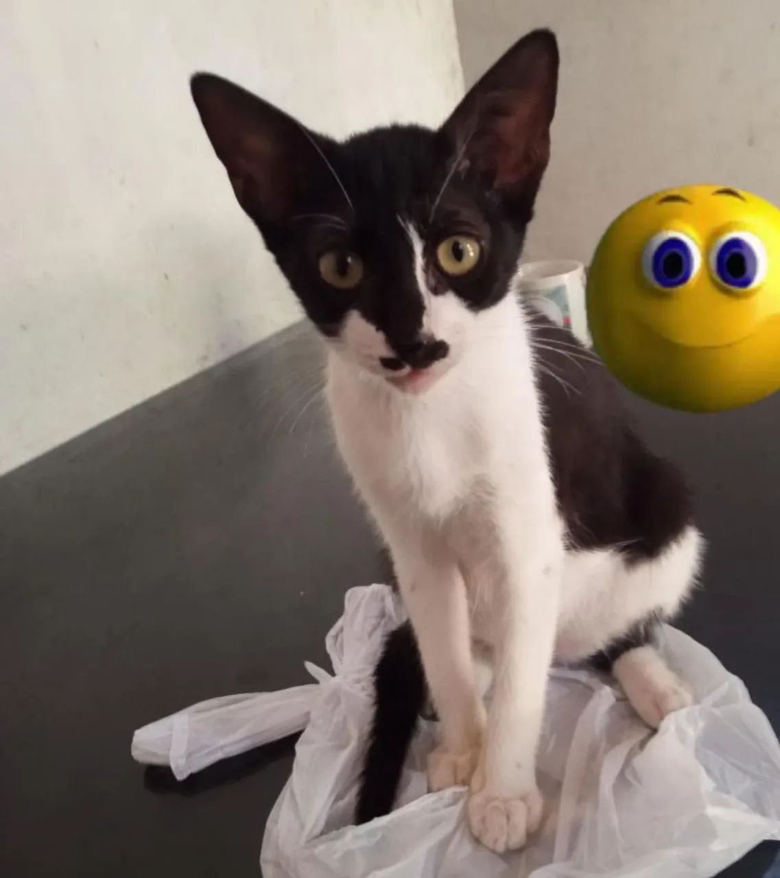 Me ajudem adotar gatinha aí 