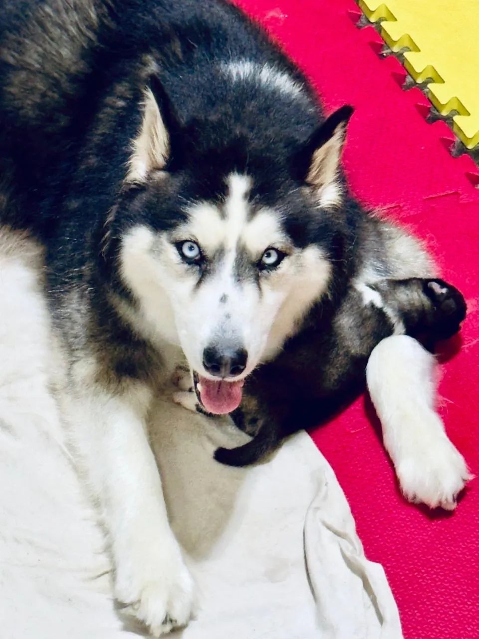 Filhotes Husky Siberiano Originais Pedigree Vacinados Vermifugados