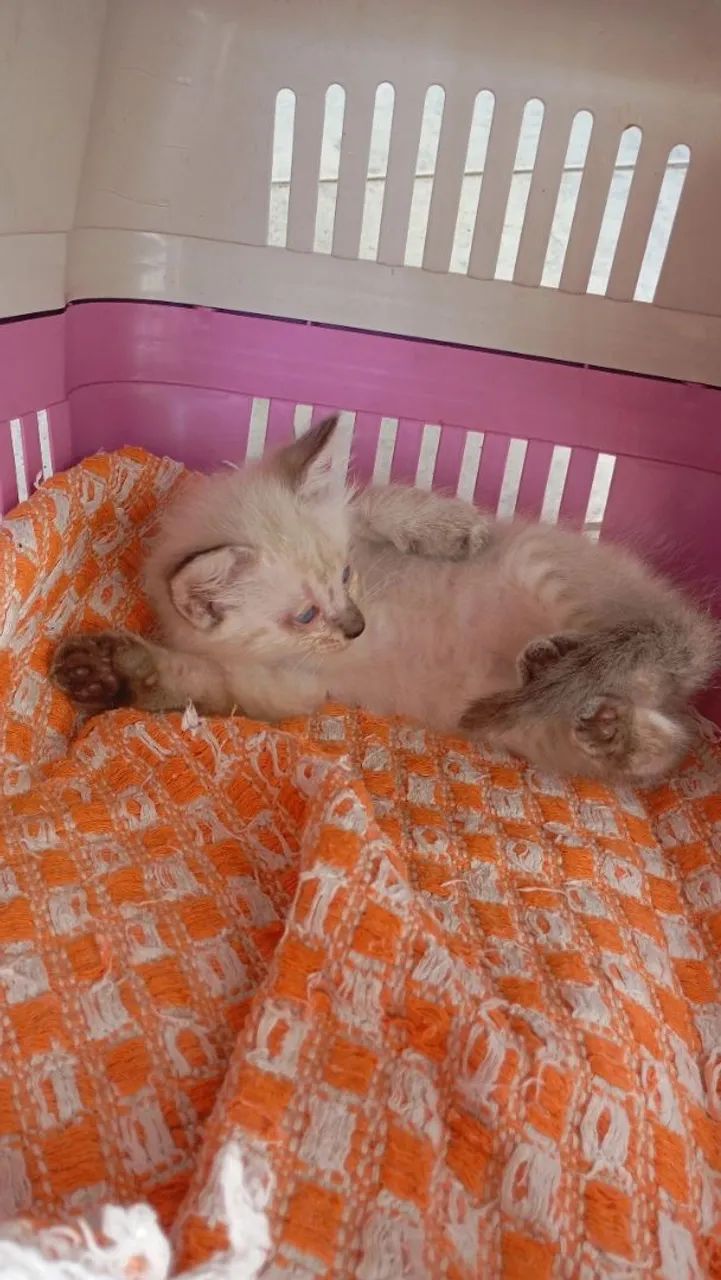 Doação Responsável  - Foto 2