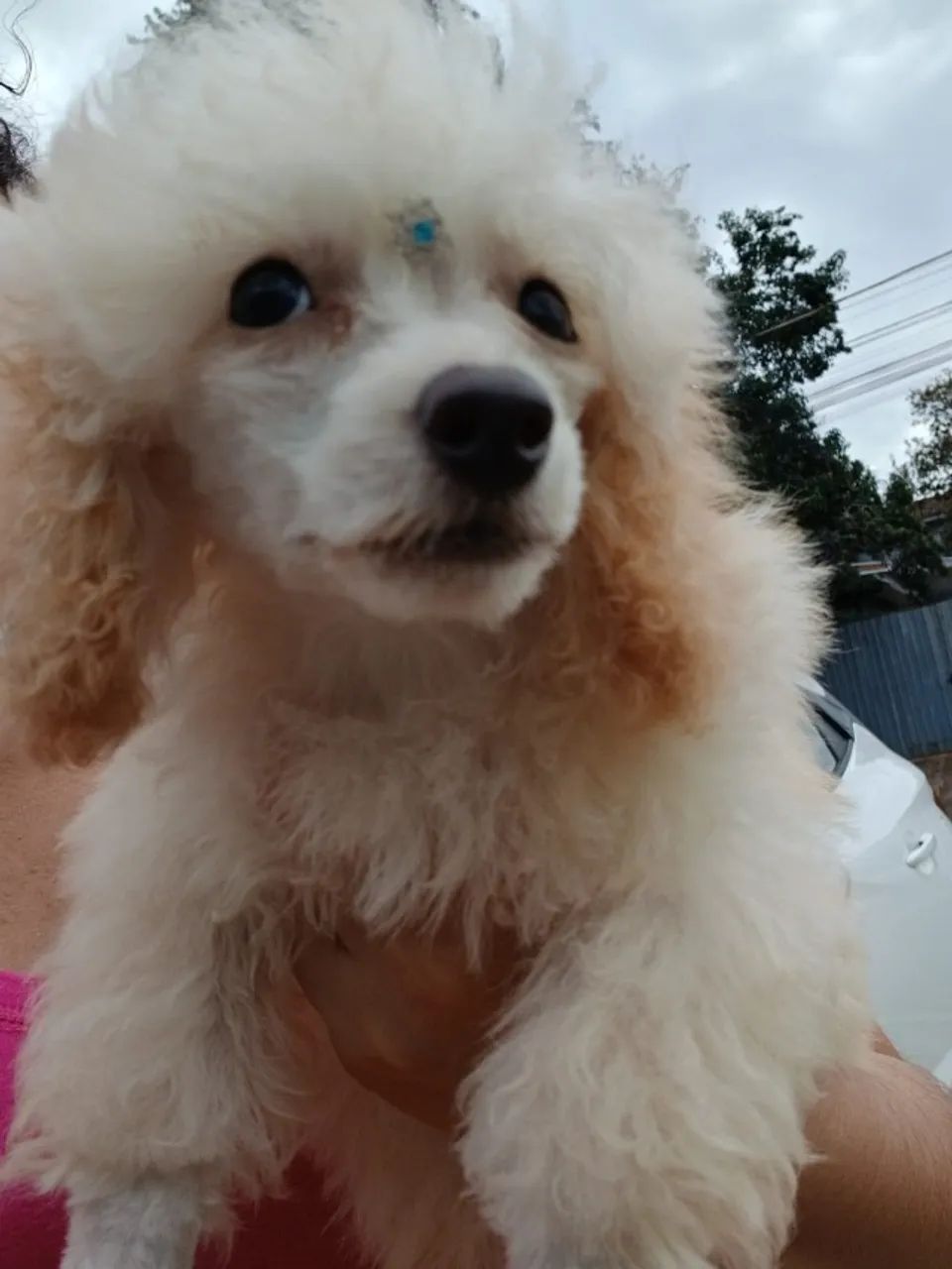 Poodle micro toy  - Foto 2