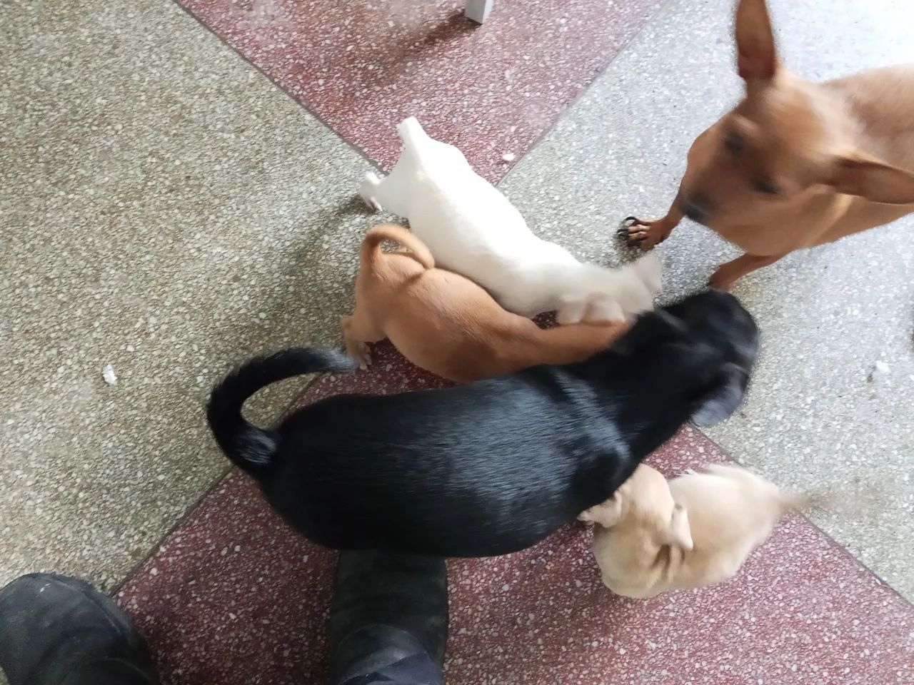 Pinscher 01 - Foto 5