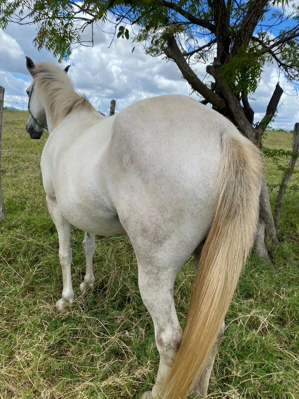 Égua  - Foto 2