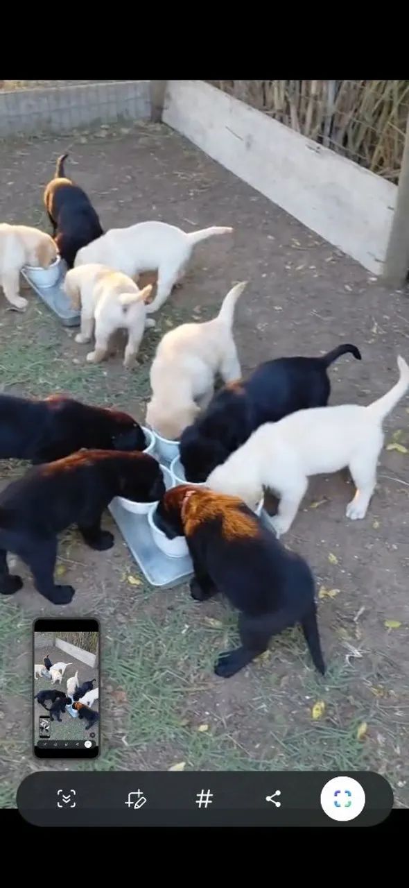 Labrador  - Foto 4