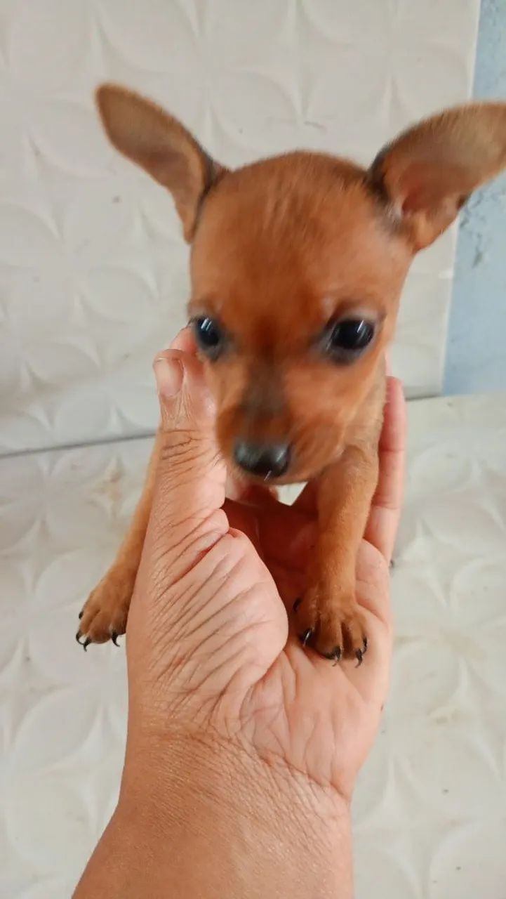 Cachorro Pincher 