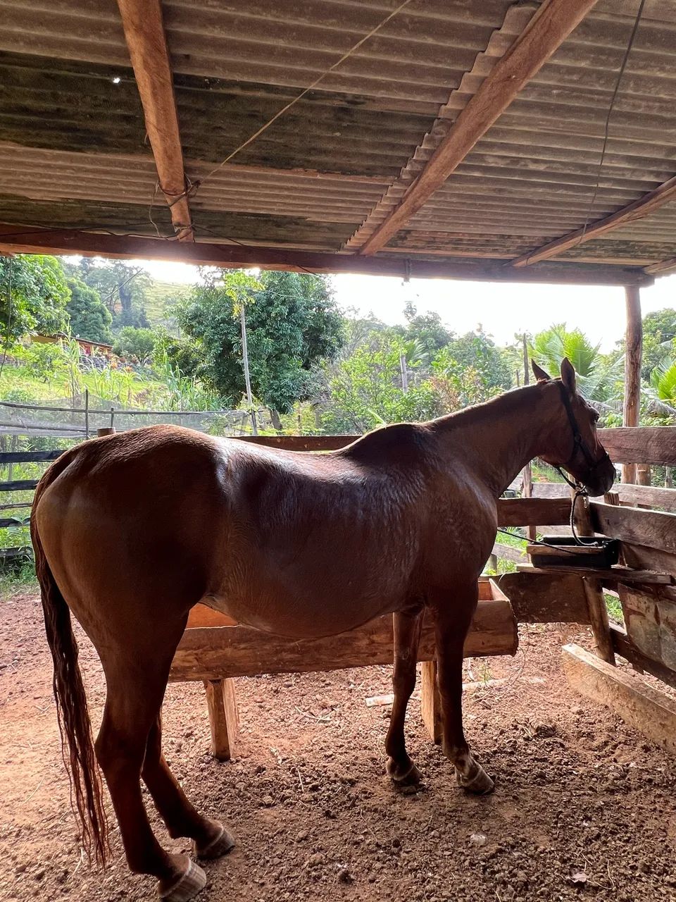 Vendo Égua Quarto de Milha - Sem doc - Foto 3