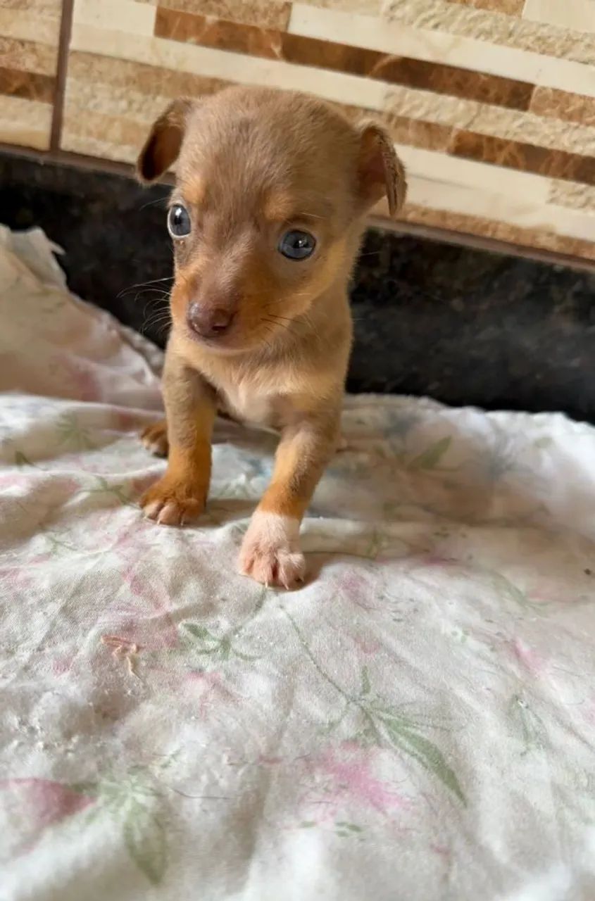 Pinscher Fêmea choco Merle zero - Foto 2