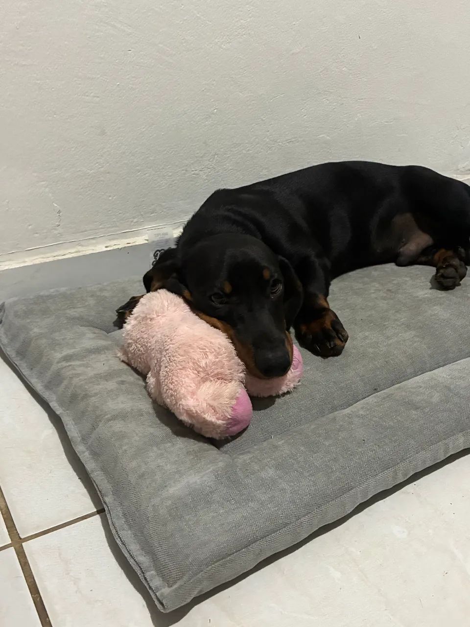 Vende-se salsicha macho - Foto 2