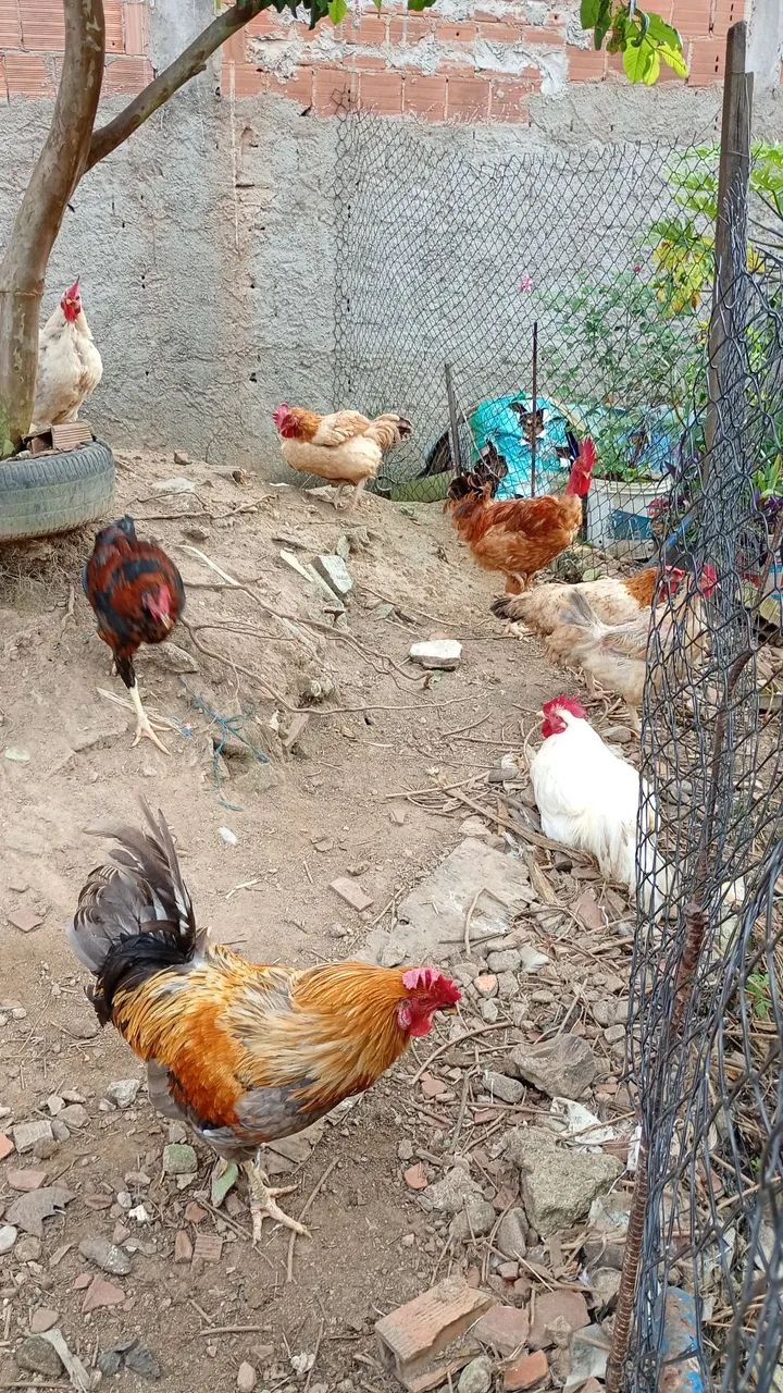 Frangos e galos
