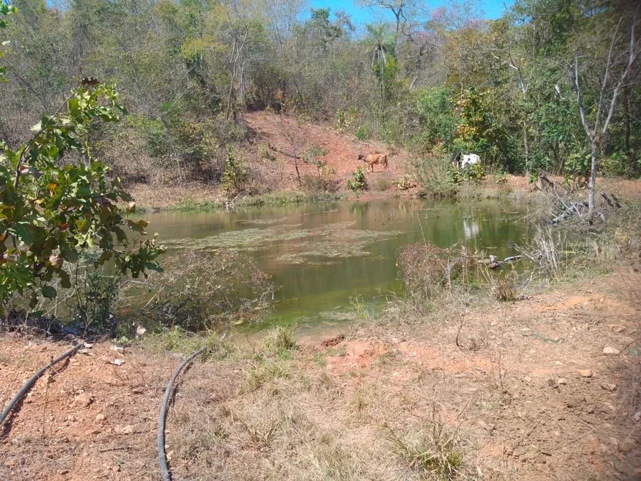 Fazenda em Silvanópolis -86 alqueires - Foto 2