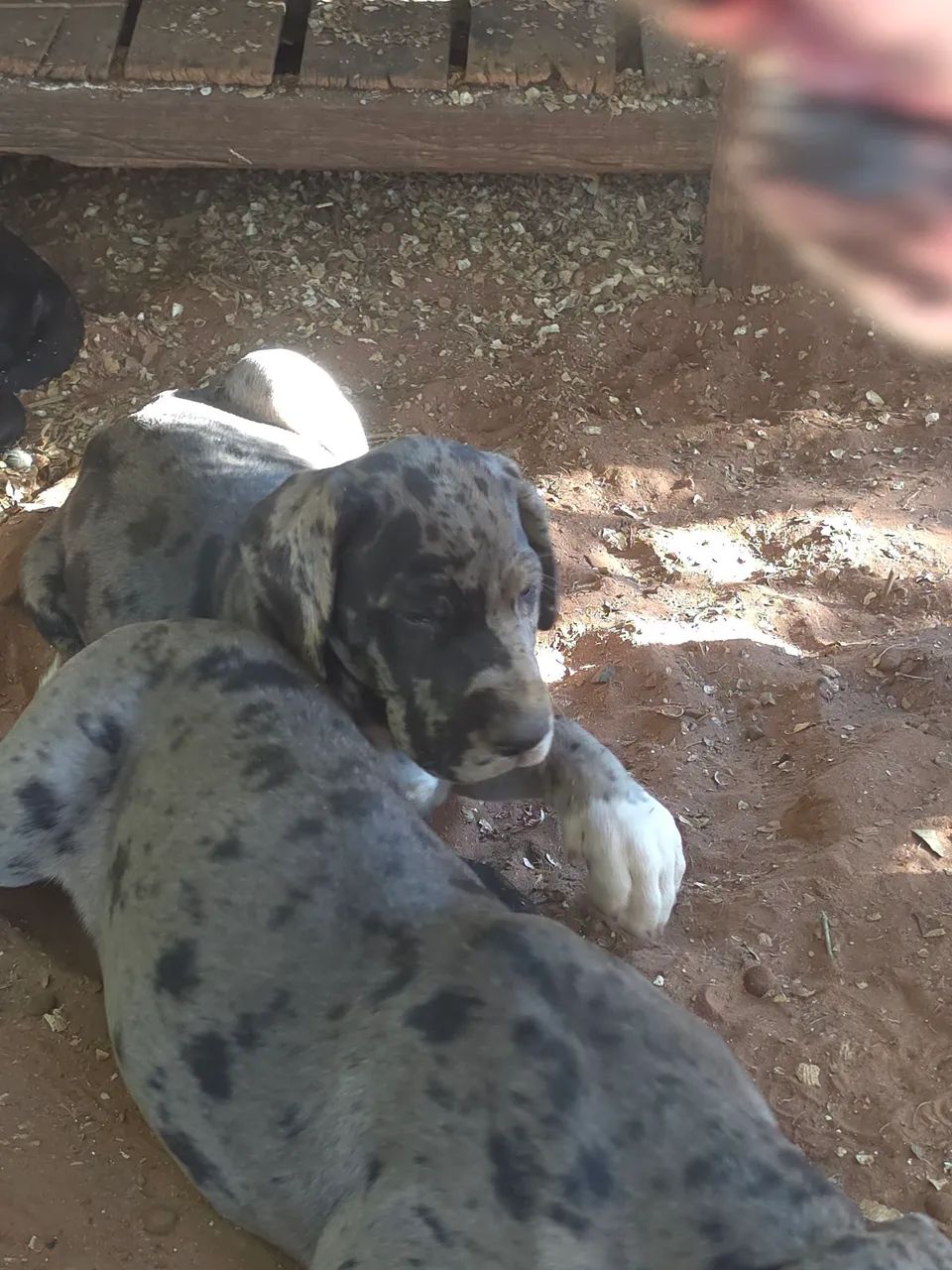 DOGUE ALEMÃO  - Foto 2