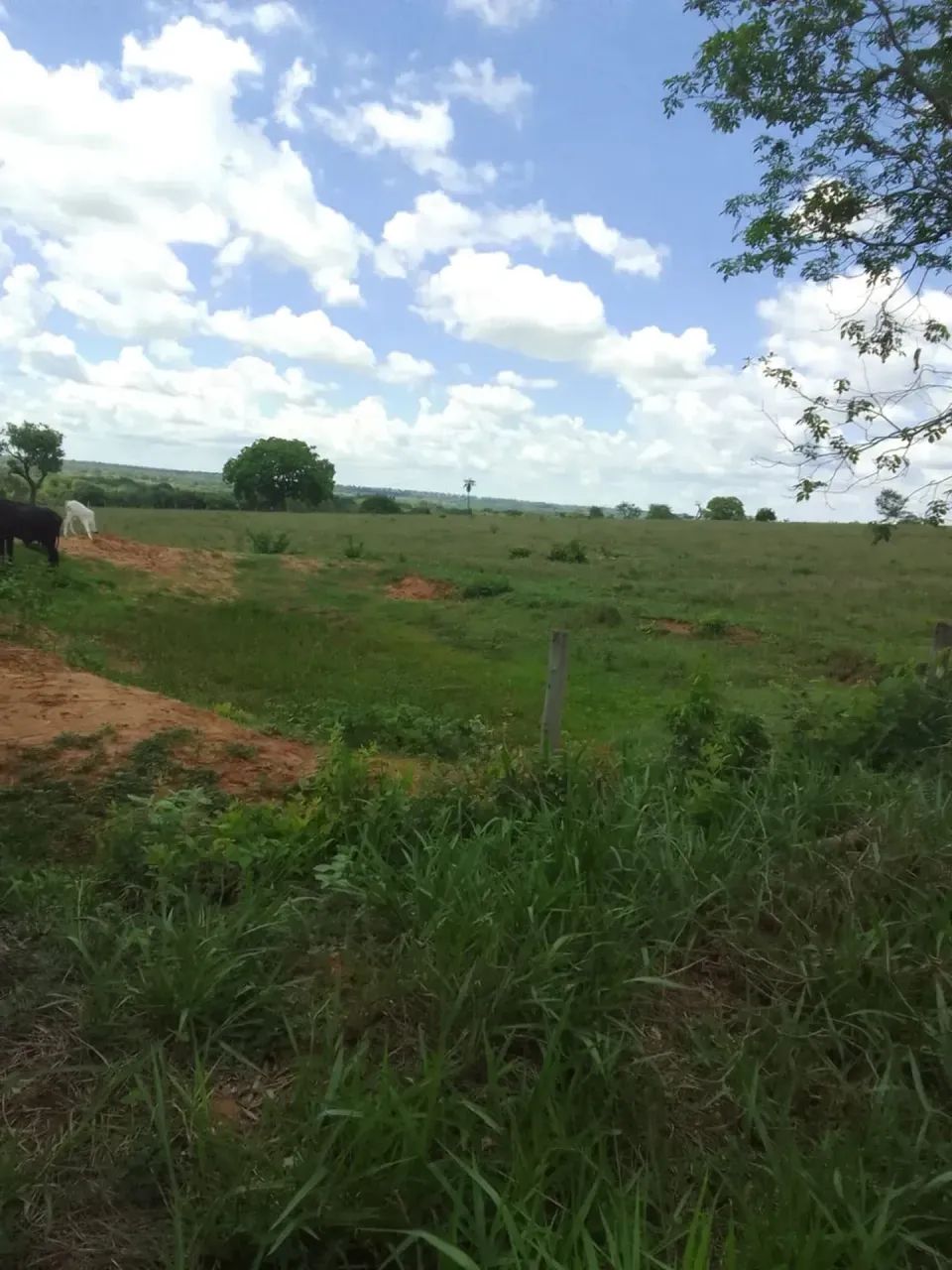 CÓD467  Fazenda à Venda  30 HECTARES  Rochedo/MS - Foto 3