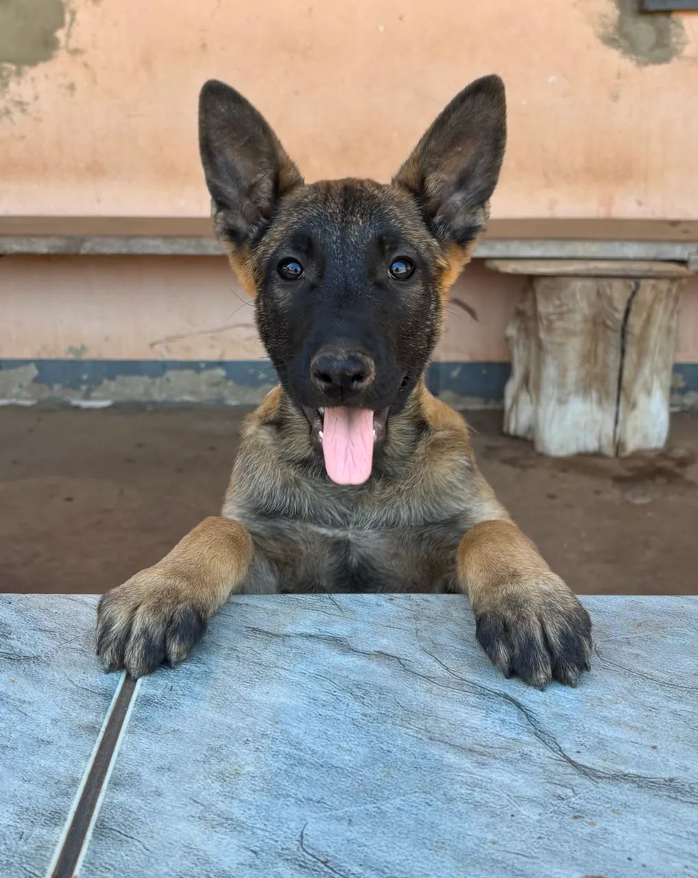 Pastor Belga Malinois 