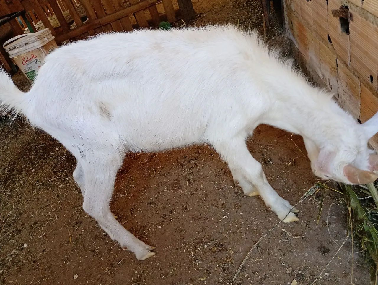Vende-se bode da raça saanen  - Foto 2