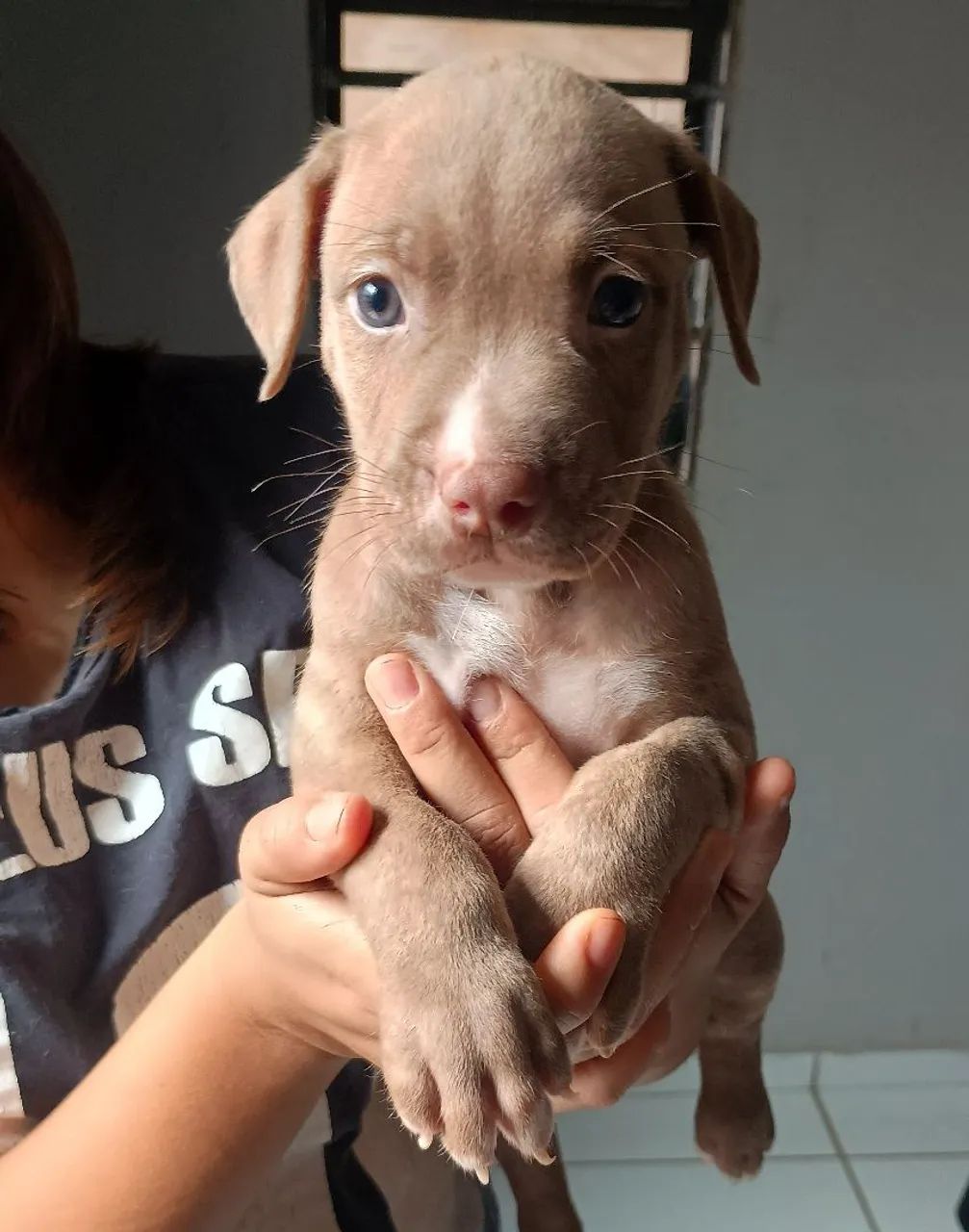 Filhote de Pitbull Puro  - Foto 3