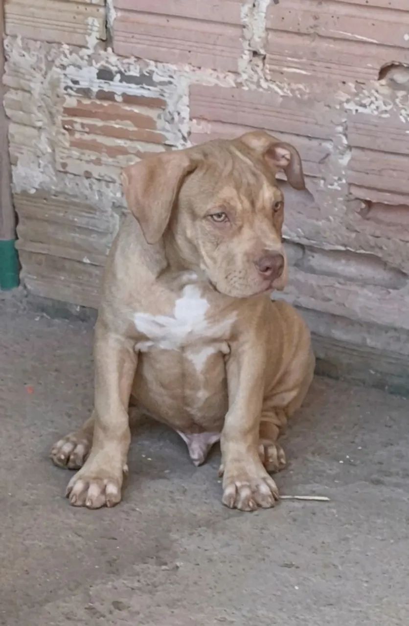 Pitmonster 