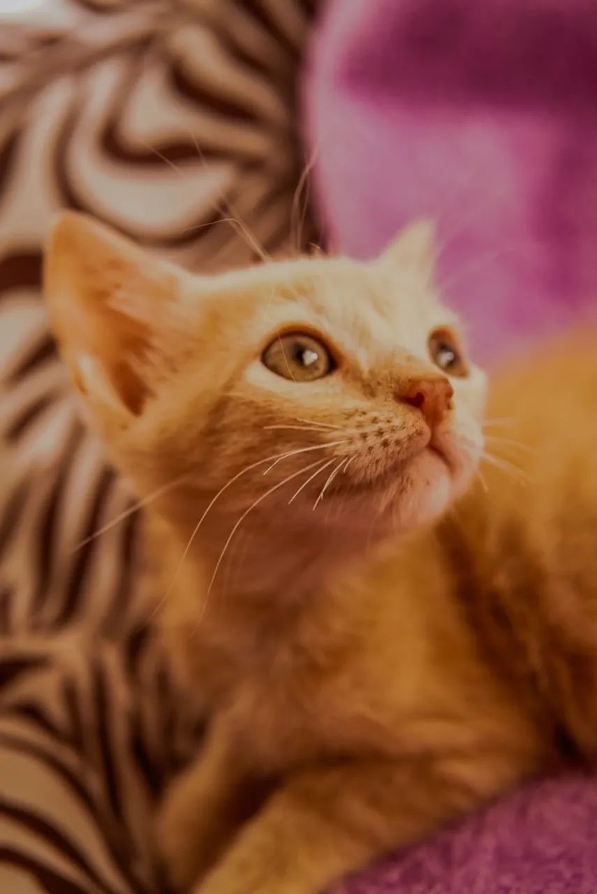 Gatos para adoção 