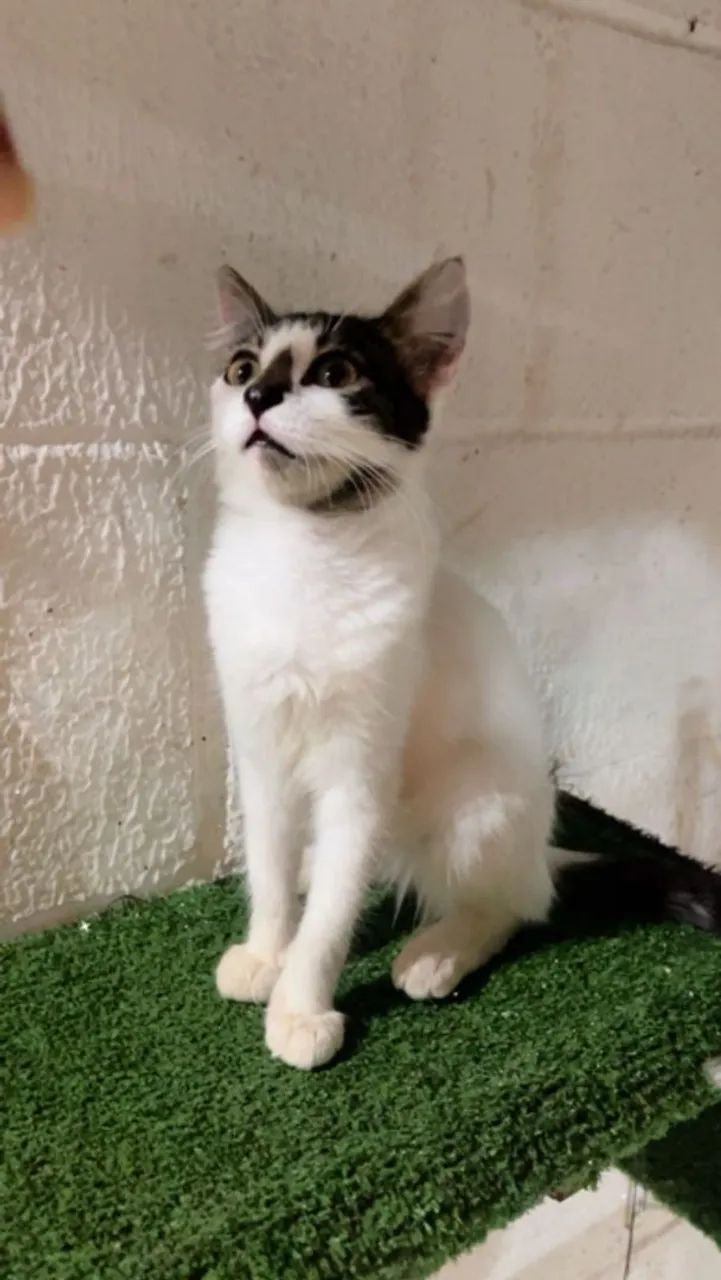 Gata - CASTRAÇÃO GRATÍS GARANTIDA  - Foto 3