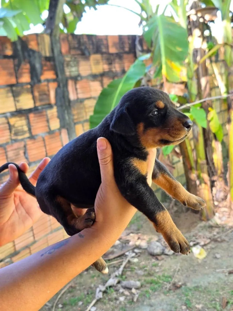 FILHOTES DE DOBERMANN - Foto 3