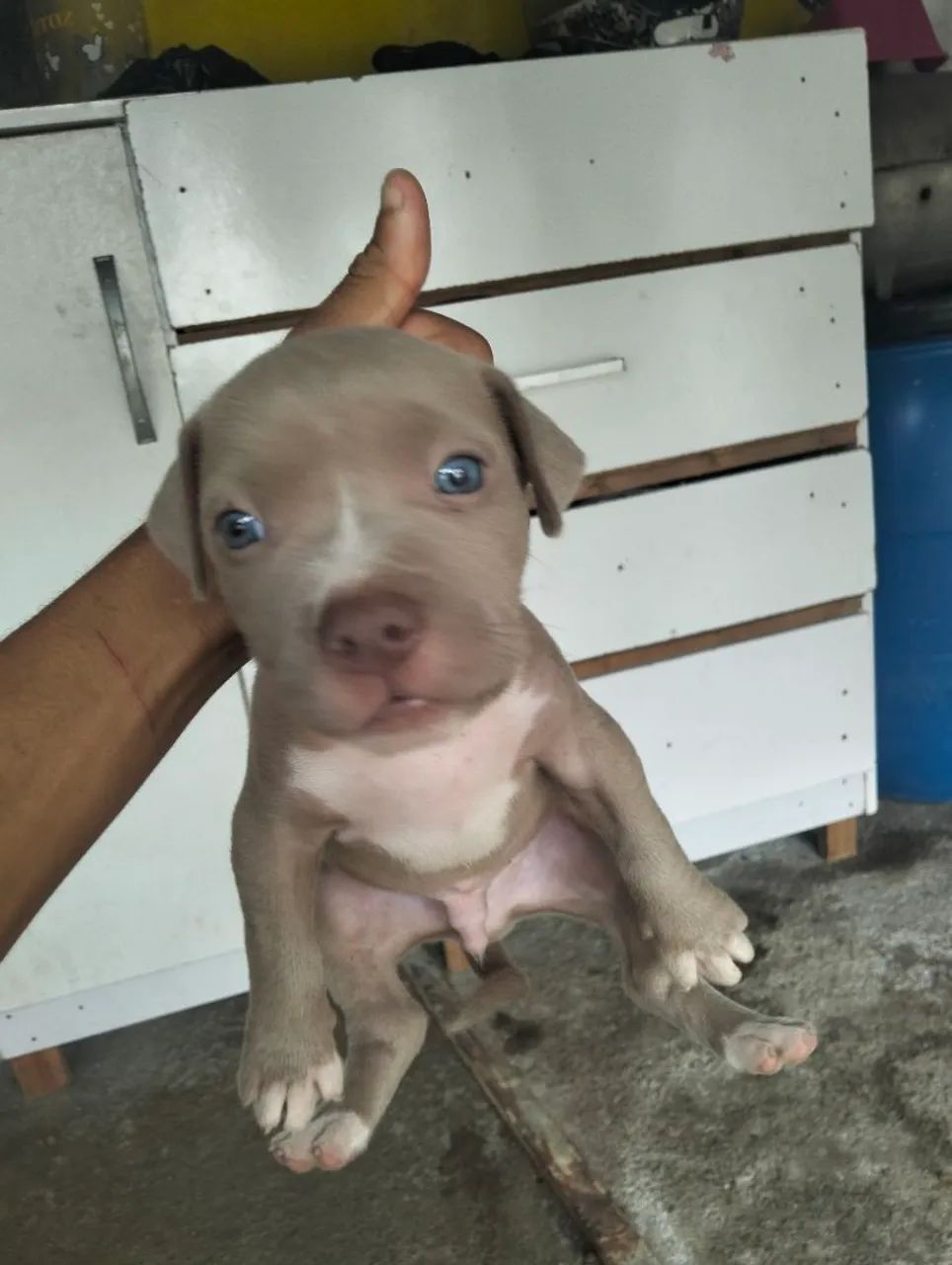 American Bully  - Foto 4