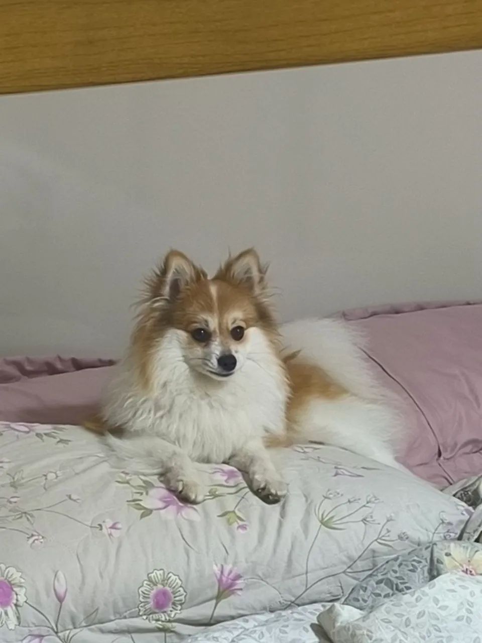 Lulu da Palmerania para Cobertura  - Foto 2
