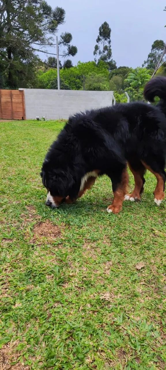 Bernese macho adulto - Foto 3