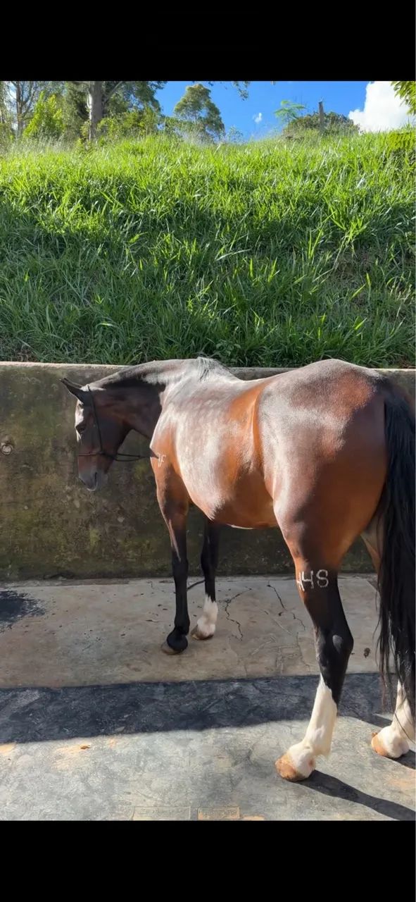 Égua Mangalarga Marchador  - Foto 4